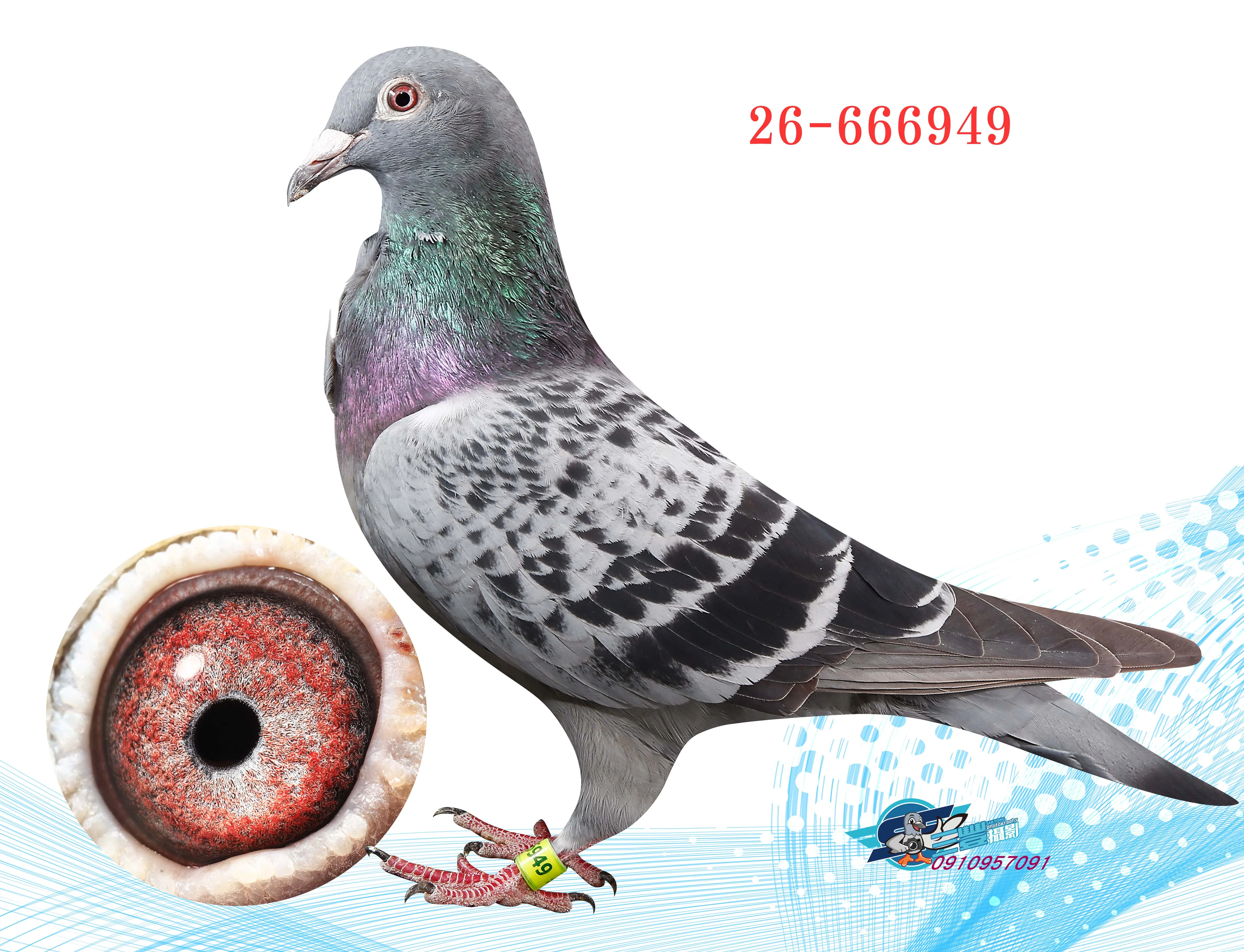 新順利冠軍媽媽全妹949♀