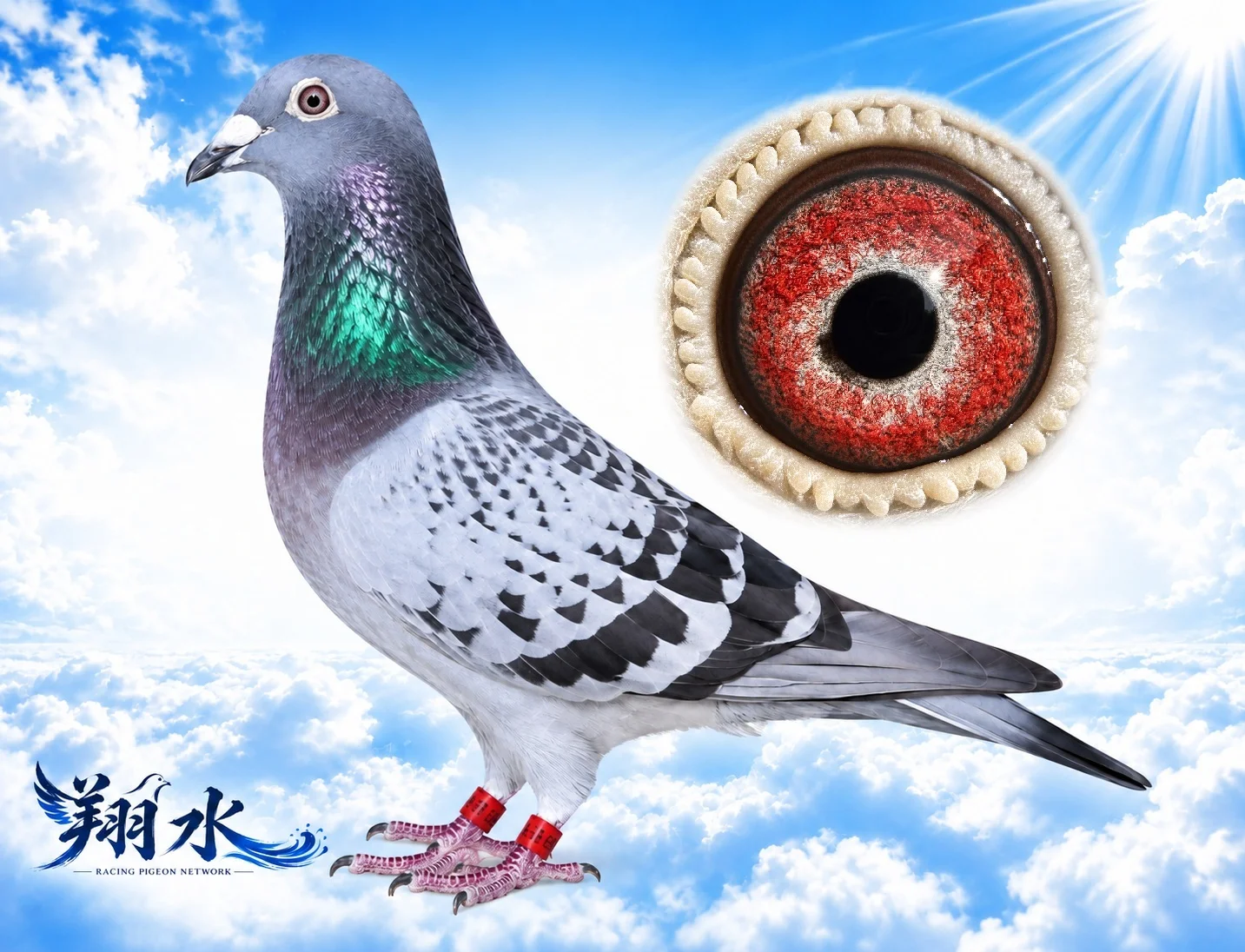 新順利冠軍全弟147