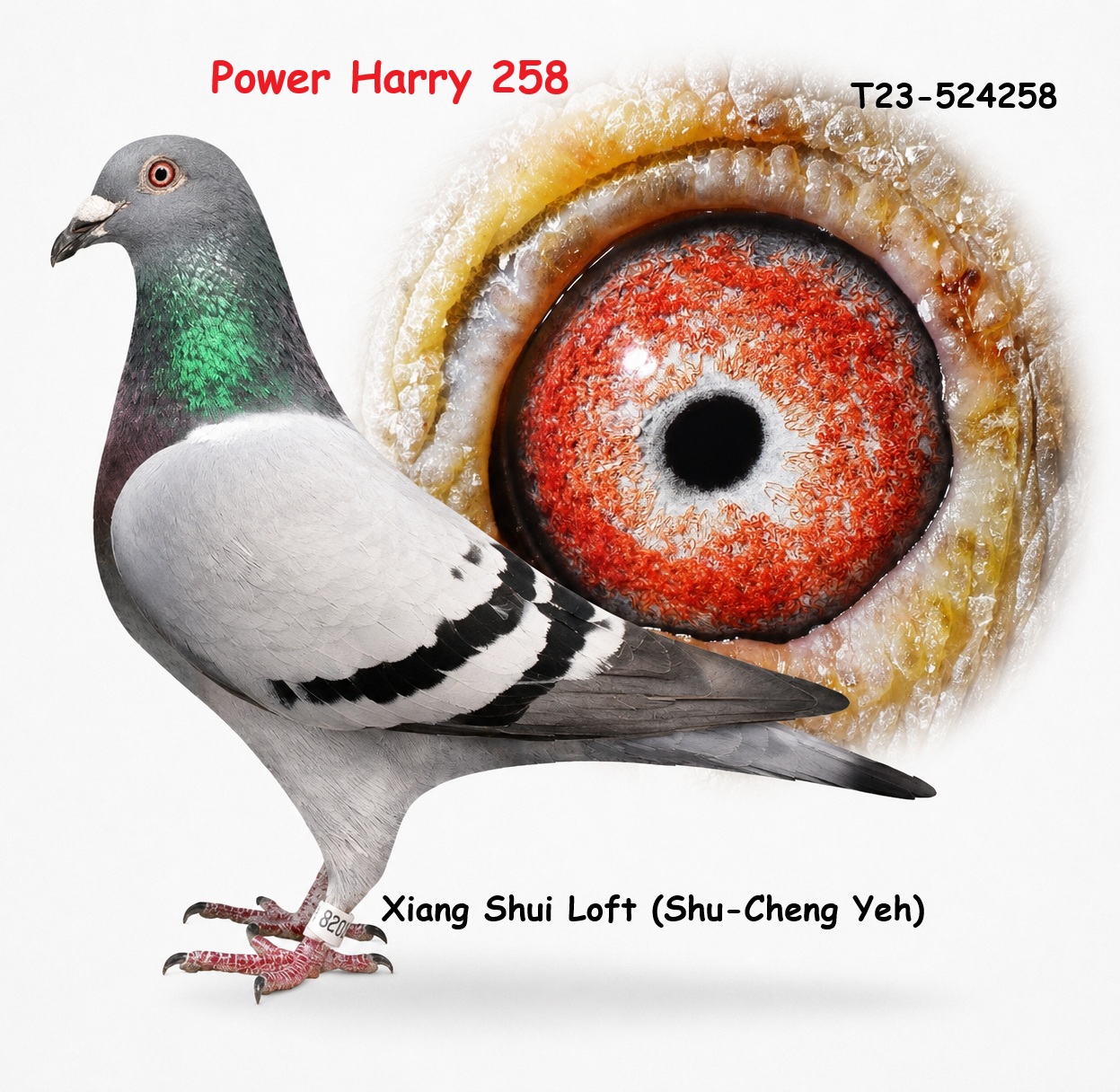 強壯哈利258