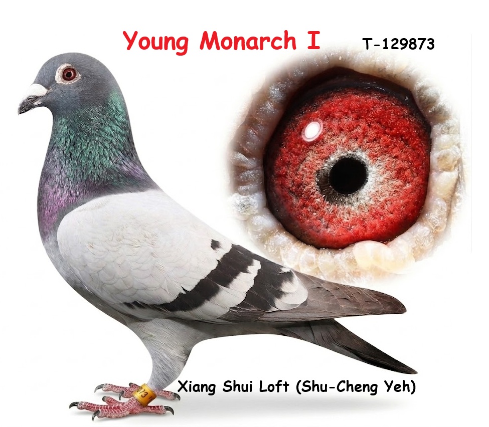 年輕君主I Young Monarch I