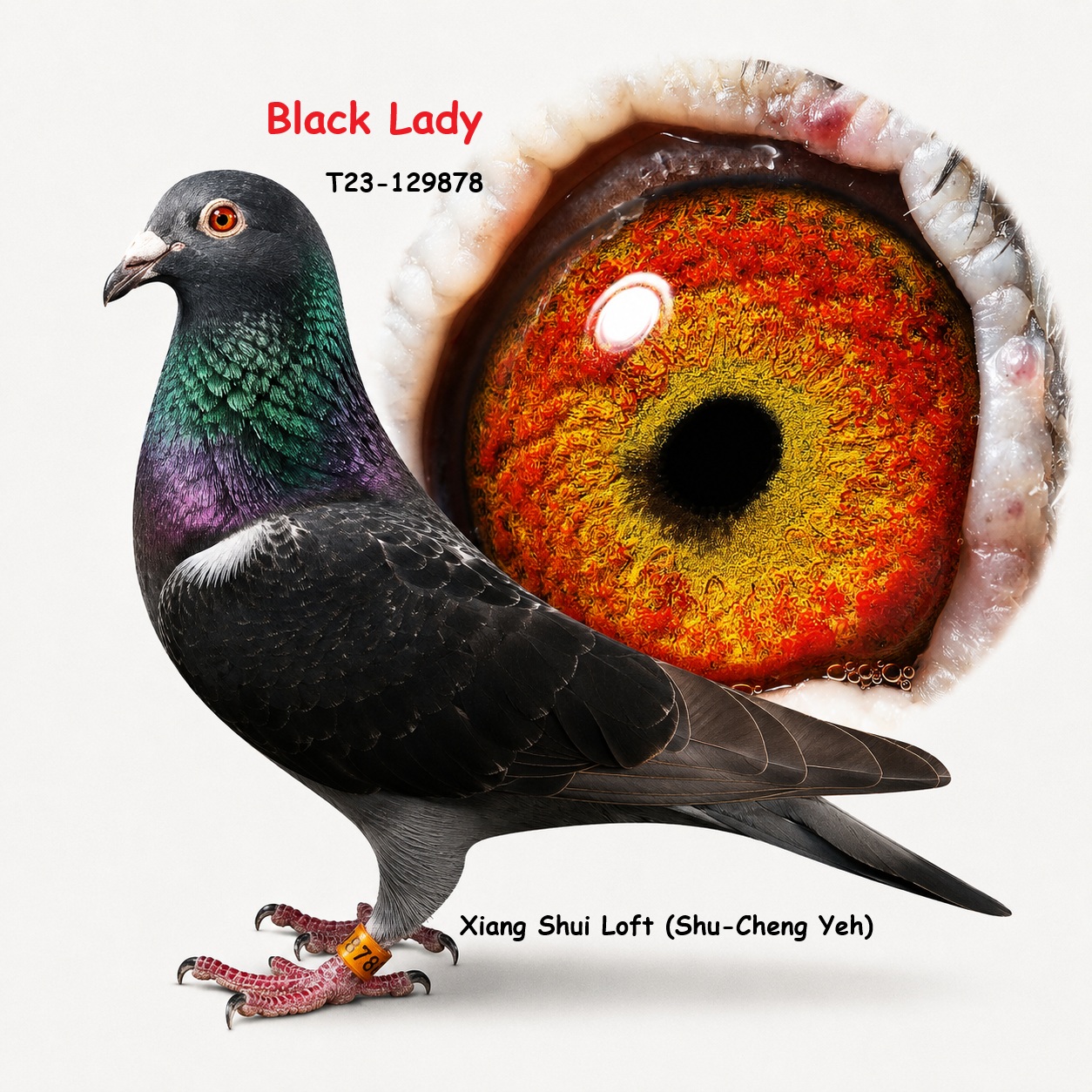 黑女俠Black Lady