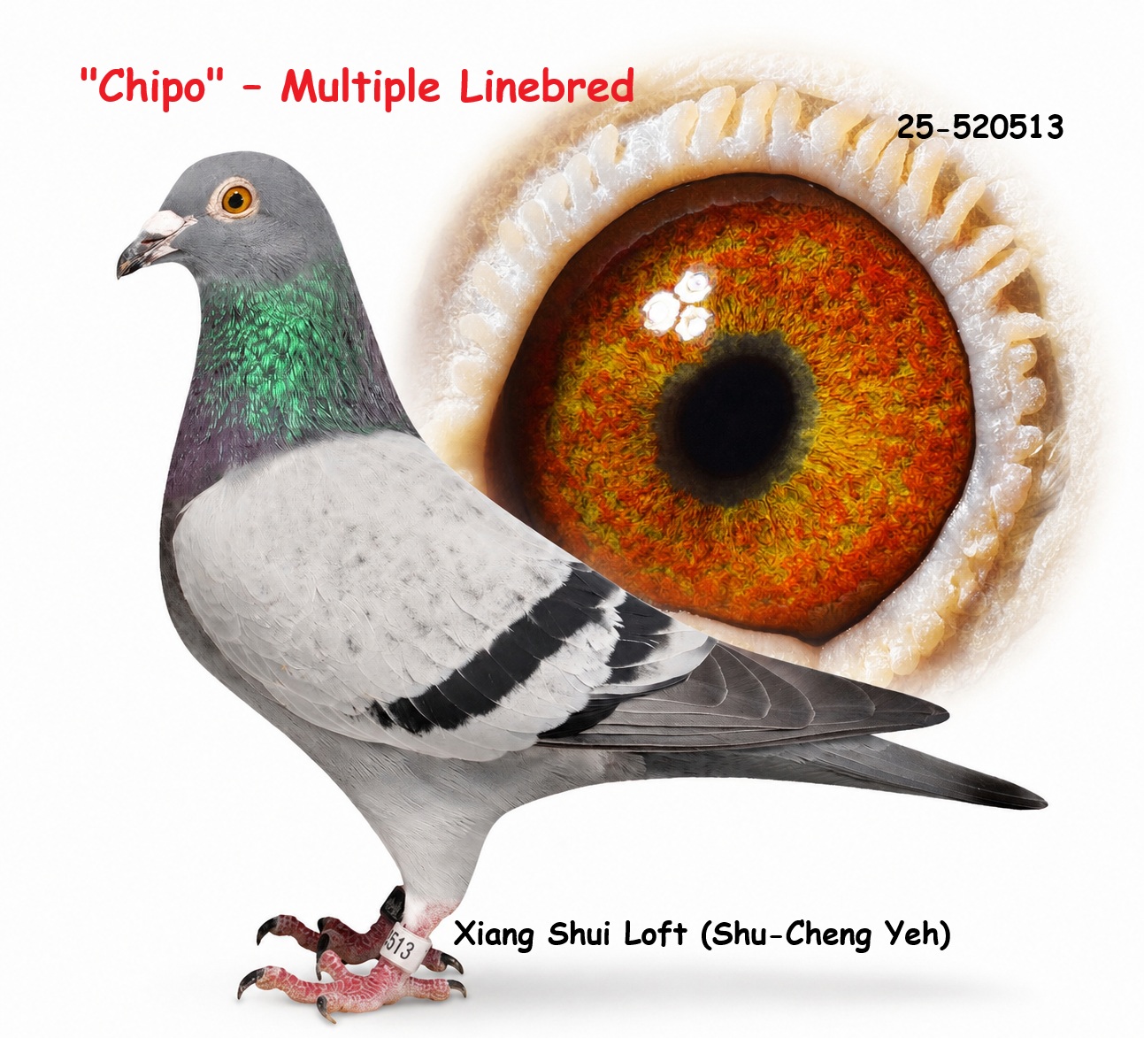 氣魄多重回血ChipoMultiple Linebred